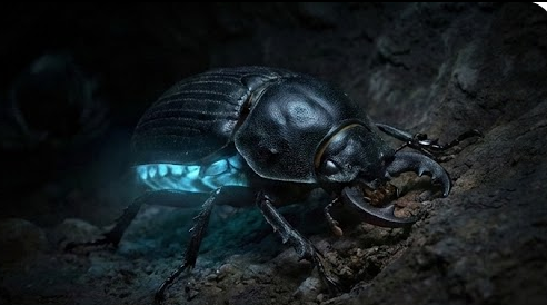 Características del Reino Oscuro